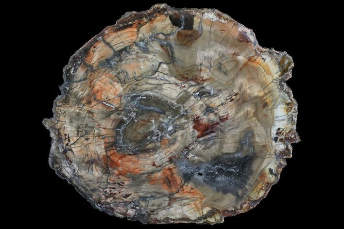 Colorful Petrified Wood Round - Madagascar #67681